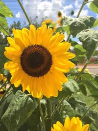 Close-up of fresh sunflower blooming against sky