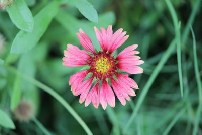 Close-up of pink flower