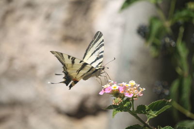 Close-up of butterfly pollinating on flower