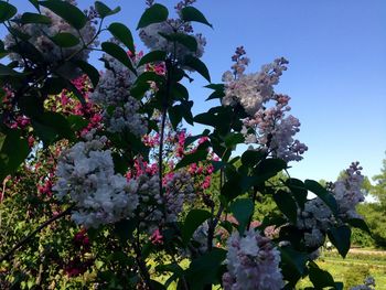 Low angle view of flowers blooming on tree