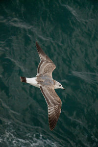 Seagull flying over sea