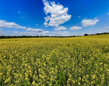 Scenic view of agricultural field against sky