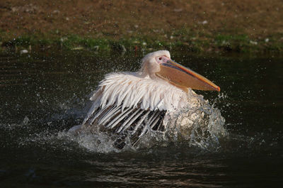 Pelican flapping wings at lake