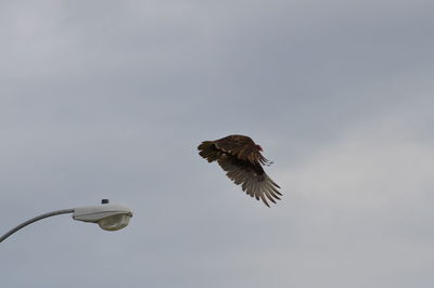 Low angle view of bird flying in sky
