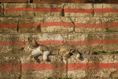 Cat relaxing on wall