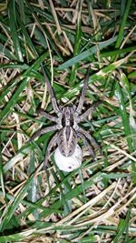 High angle view of snake on grass