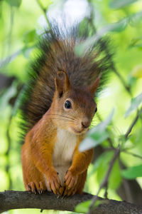 Close-up of squirrel on tree