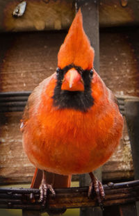 Close-up of bird perching on wood