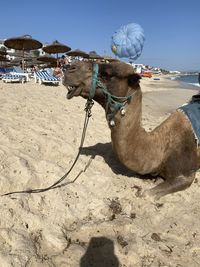 camel