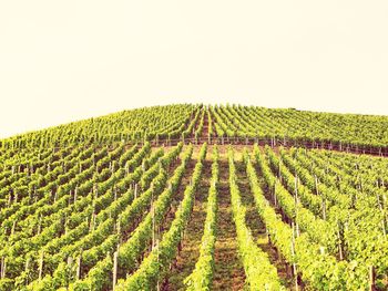 Scenic view of vineyard against sky