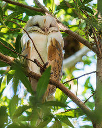 Low angle view of bird perching on tree