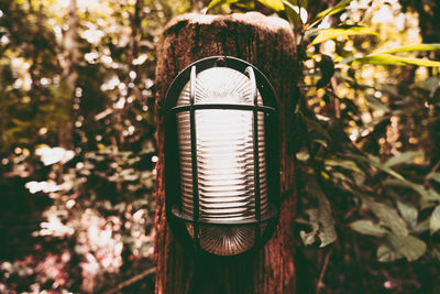 Close-up of electric lamp hanging on tree in forest