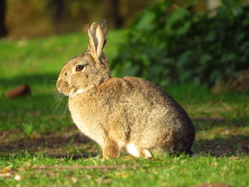 Close-up of a rabbit on field