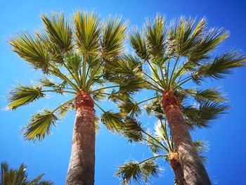 Low angle view of coconut palm tree against blue sky