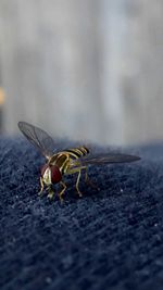 Close-up of insect on wall