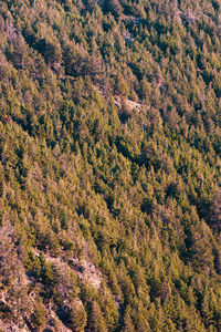 High angle view of tree in forest