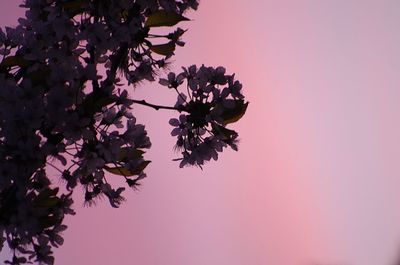 Low angle view of pink flower tree against sky