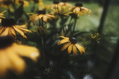 Close-up of yellow flower blooming outdoors