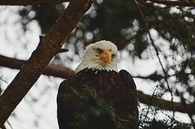 Low angle view of bald eagle perching on tree