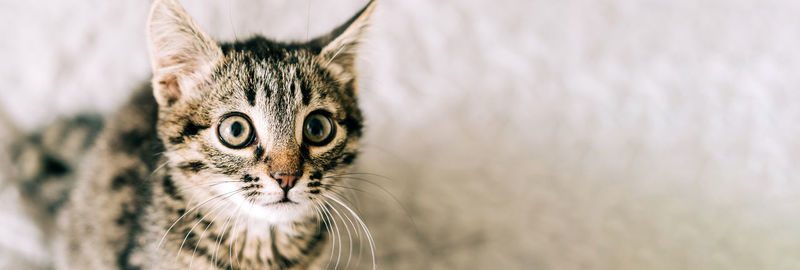 Close-up portrait of a cat