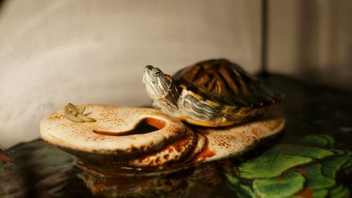 Close-up of a turtle