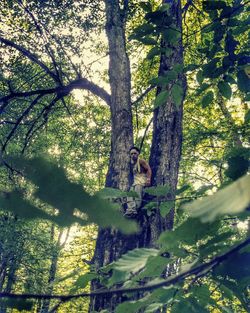 Trees in the forest