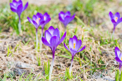 Close-up of purple crocus flowers on field