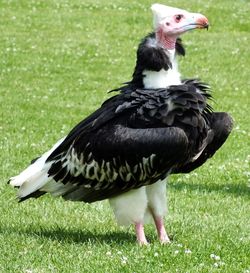 Close-up of duck on field