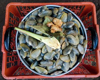 High angle view of sea shells in container