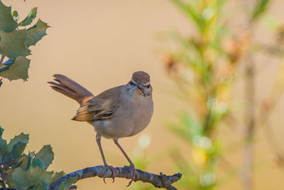 Close-up of bird perching on a plant