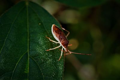Close-up of leaf-footed bug insect on the yardlong bean leaf