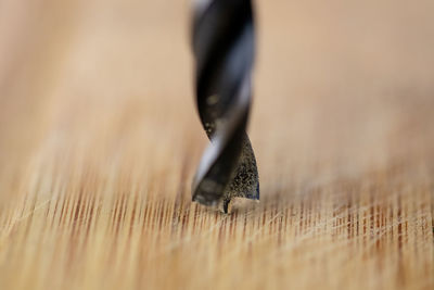 Close-up of black shell on metal table