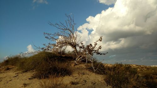 Low angle view of trees on field against sky