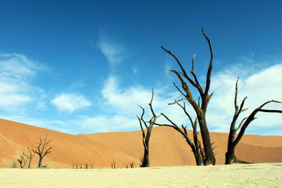 Bare trees on field against sand dunes