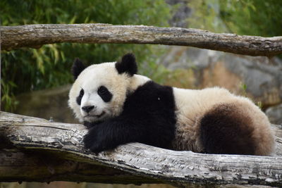 View of a panda