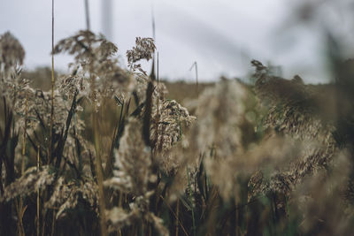 Close-up of wilted plant on field against sky