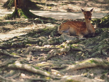 Deer on rock