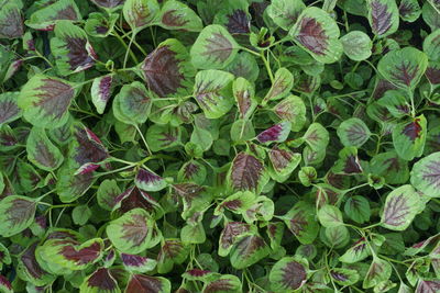 Full frame shot of plants