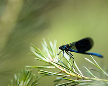 Close-up of fly on leaf