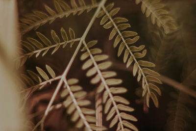 Close-up of fern