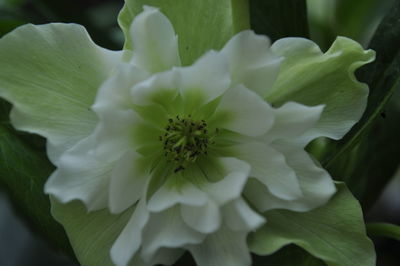 Macro shot of white flower