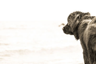 Close-up of dog against sky