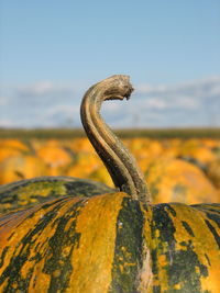 Close-up of pumpkinl on field against sky