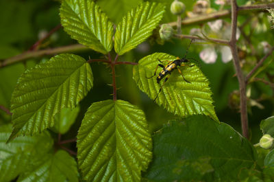 Close-up of insect on leaves