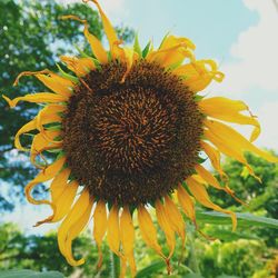 Close-up of sunflower blooming against sky