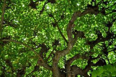 Low angle view of trees