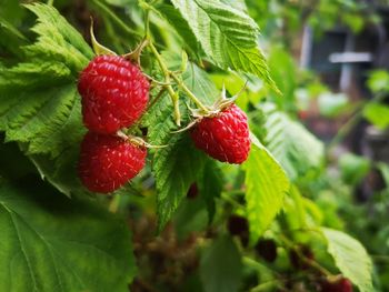 Close-up of strawberries