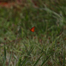 Close-up of insect on grass in field
