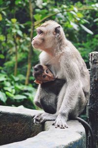 Monkey sitting on tree