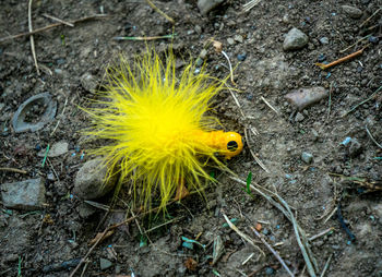 High angle view of yellow flower on field